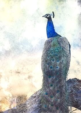 Watercolor Peacock