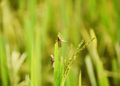 Cultivation of paddy