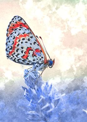 Watercolor Butterfly