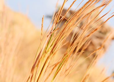 Cultivation of paddy