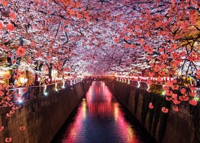 Meguro Cherry Blossoms