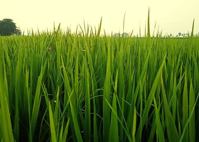 Cultivation of paddy