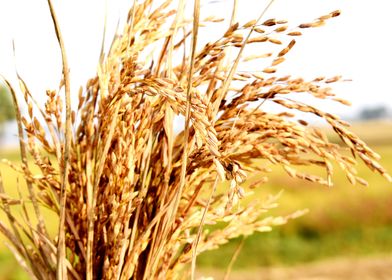 Cultivation of paddy