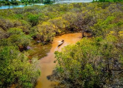 Amazing mangroves scenery