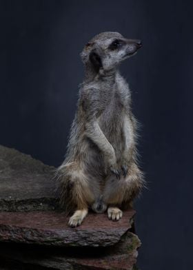 Meerkat portrait zoo