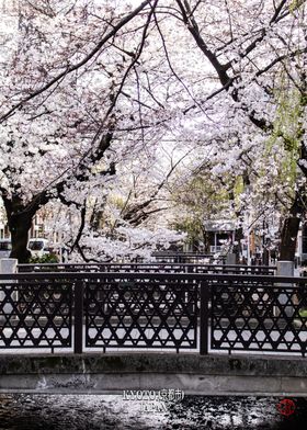 Sakura Cherry blossom