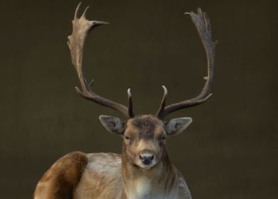 Dear portrait with antlers