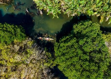 Amazing mangroves scenery