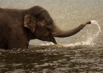 Elephant plays in water