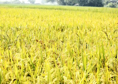 Cultivation of paddy