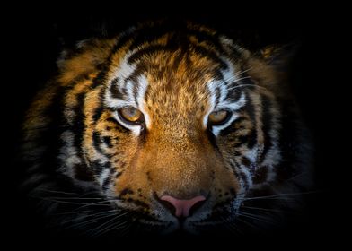 Close tiger portrait