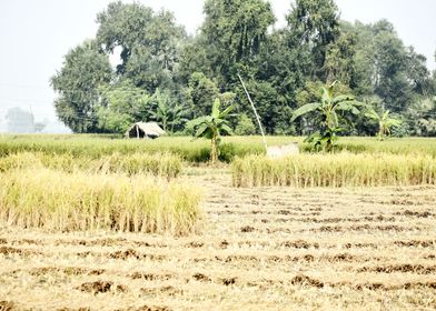 Cultivation of paddy