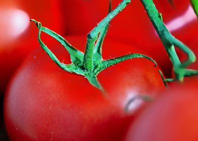 macro tomato