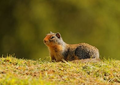 Cute Squirrel in the Grass