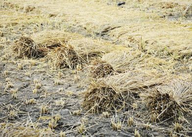 Cultivation of paddy