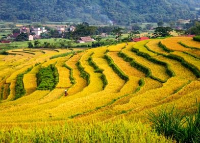 Beauty of ripen rice field