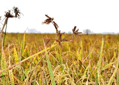 Cultivation of paddy