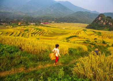 On the ripen rice fields 