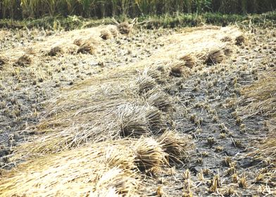 Cultivation of paddy