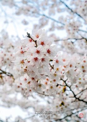 Sakura Cherry blossom