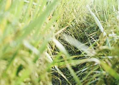 Cultivation of paddy