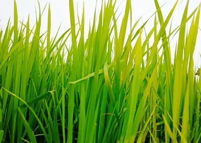 Cultivation of paddy