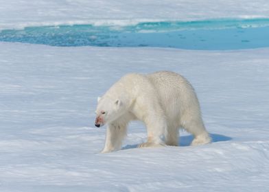 Polar Bear Animal