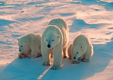 Polar Bear Animal