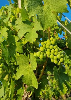 beautiful grape in vines
