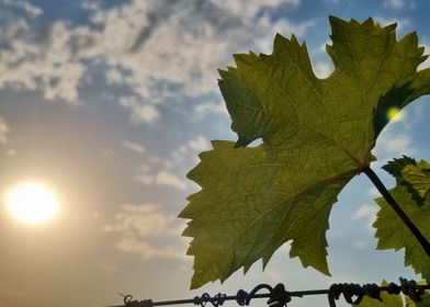 Vine grape leaf with sun