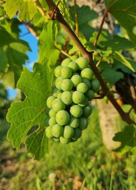 vine grape with leaf