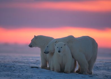 Polar Bear Animal