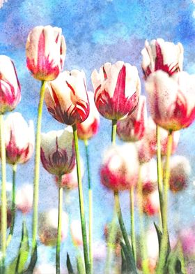 Watercolor Flowers