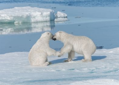 Polar Bear Animal