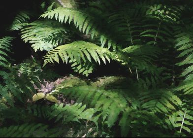 ferns sunlight watercolor