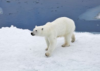 Polar Bear Animal