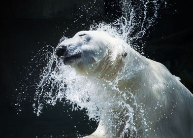 Polar Bear Animal