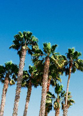 palm trees watercolor