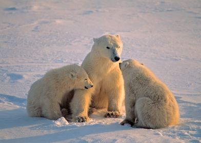 Polar Bear Animal