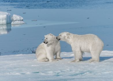 Polar Bear Animal