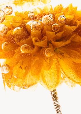 Chrysanthemum in ice 1