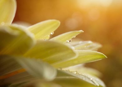 macro flower