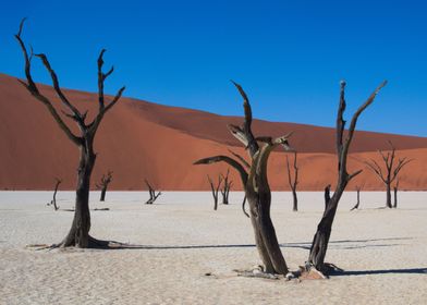 Arid Fields 