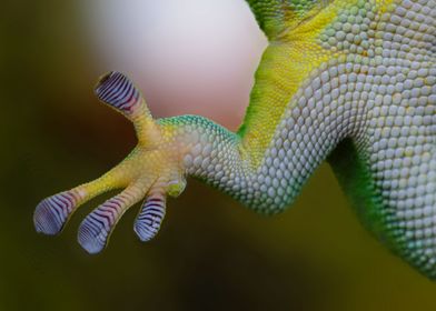 Underbelly of a frog