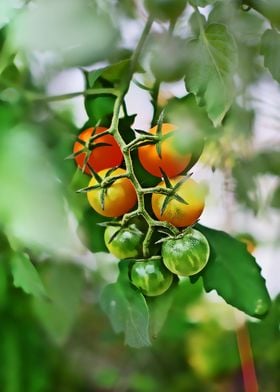 the gank of tomato