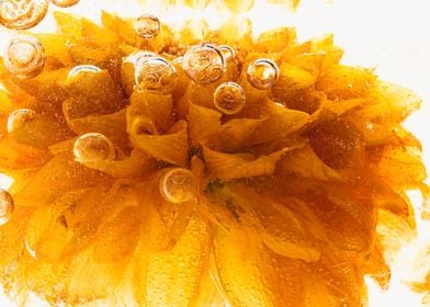 Chrysanthemum in ice 3