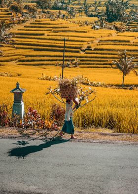 RICE FIELD