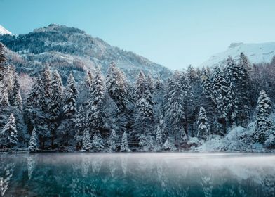 Frozen Forest Reflected