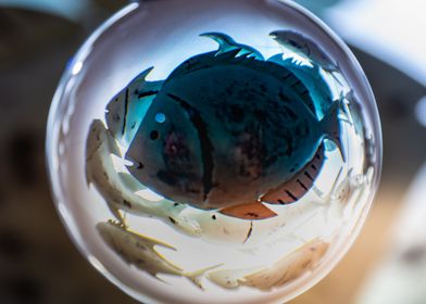 Fish in a Glass Ball