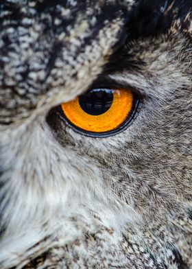 owl eyes